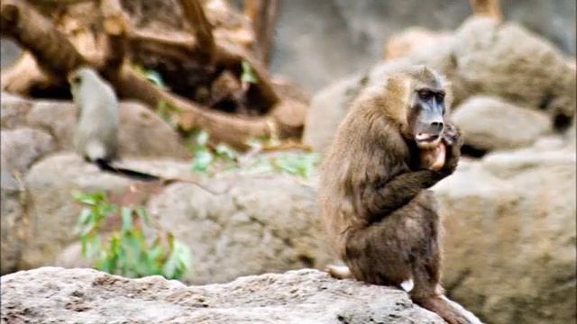 Places to see in ( Valencia - Spain ) Bioparc Valencia смотреть онлайн