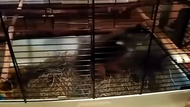 Кутька готовится к зиме смотреть онлайн