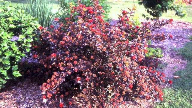 Fast Growing Nine Bark For Sale смотреть онлайн