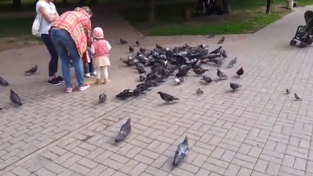 "Дмитровский парк" в Москве,завтрак пернатых смотреть онлайн