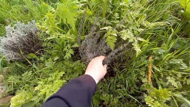 #Мой сад, что с цветами смотреть онлайн