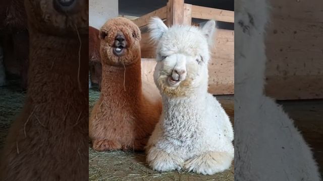 So cute and funny ALPACAS ? Такие милые и смешные АЛЬПАКИ? #shorts #funnyanimals #смешныеживотные смотреть онлайн