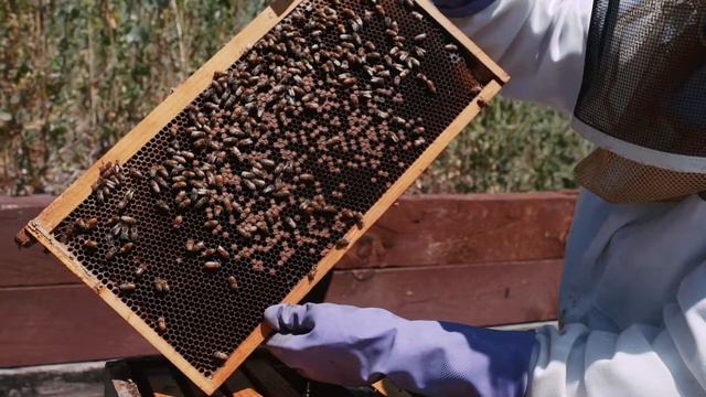 Ginger and Baker's Honey Bees смотреть онлайн