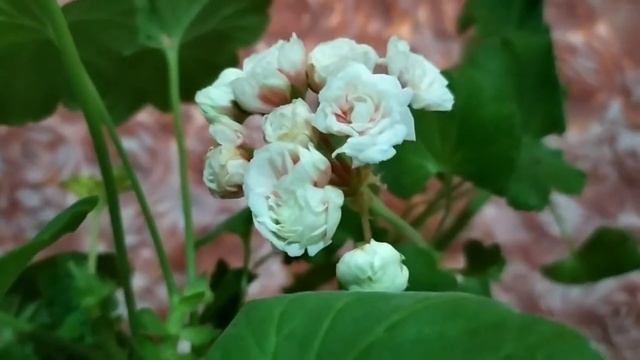 Роза ? Пеларгония ? Часть № 2 .Пеларгония Grainger's Antique Rose и ее родственники. смотреть онлайн