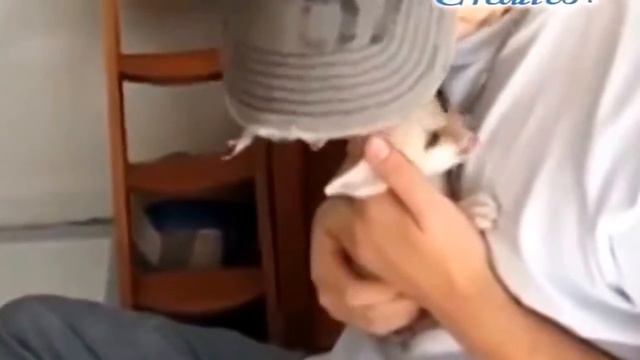 Говорящие лисы смотреть онлайн