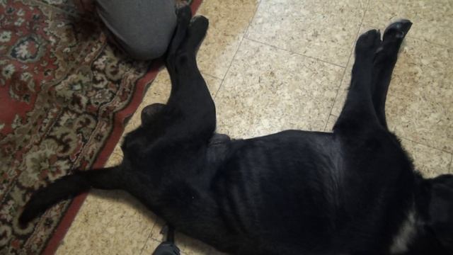 Как помочь собаке сходить в туалет