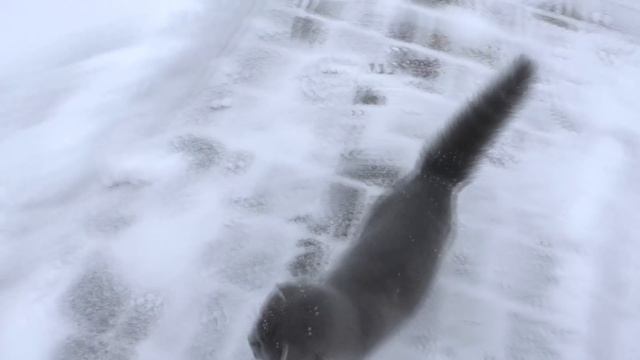 РЕАКЦИЯ КОТЕНКА НА ПЕРВЫЙ СНЕГ. Кошечка Мурка испугалась. смотреть онлайн