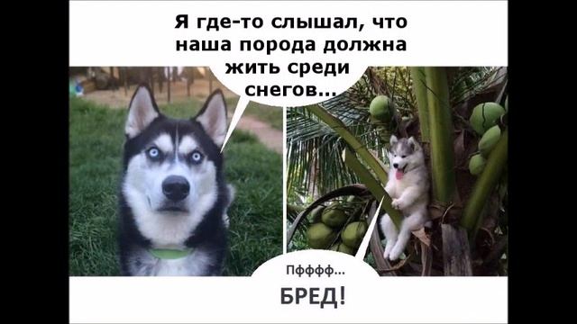 Веселые картинки. Смешные собаки хаски. Прикольные хаски. смотреть онлайн