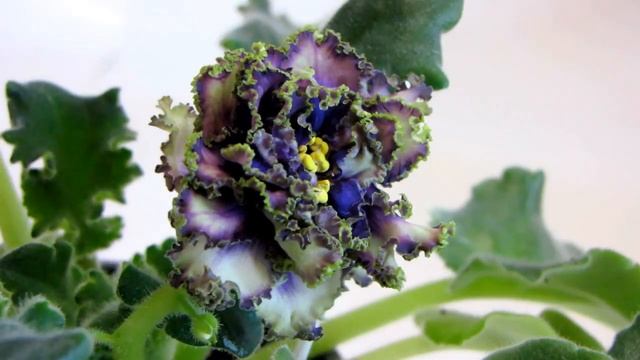 фиалка Водяной, Т.Дадоян. Видео обзор сорта фиалки Юлия Датта смотреть онлайн