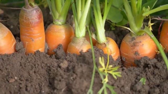 МОРКОВЬ ОБОЖАЕТ ЭТУ ПОДКОРМКУ И ЗАСЫПЛИТ ВАС УРОЖАЕМ ! #морковь #дача #сад #огород #подкормка смотреть онлайн