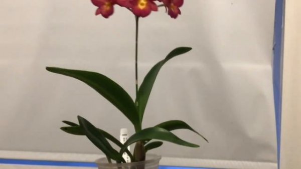 Cattleytonia Ctna 'Why Not'