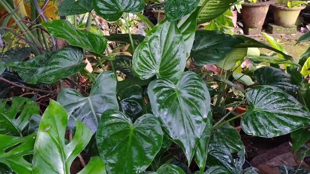 Alocasia Plant Care // My Alocasia Collection 🌱