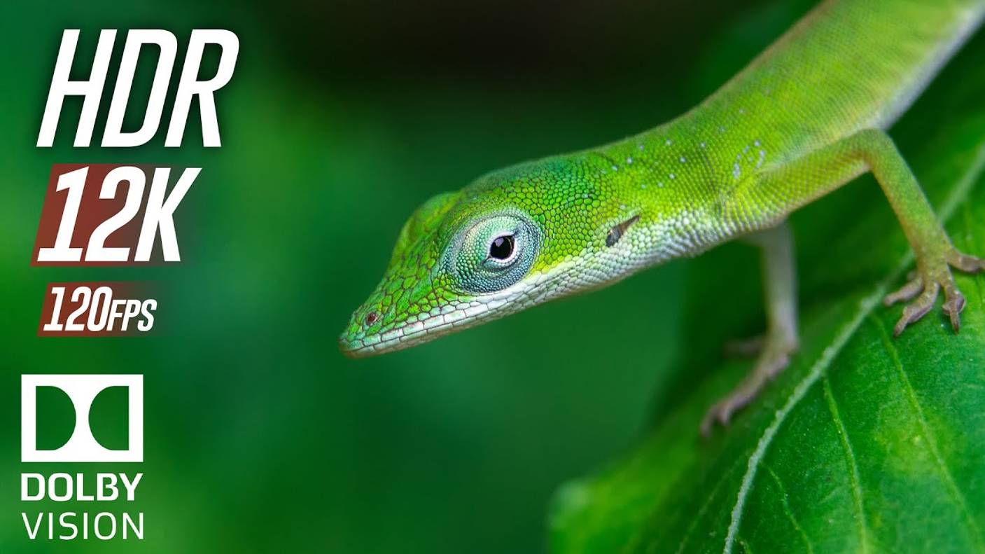Погружение в кинематографический опыт, исследуйте 12K HDR 120fps Dolby Vision