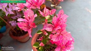 Kristina 💕💕 #beautiful #bougainvillea #4k_video #@@ss 💐💐