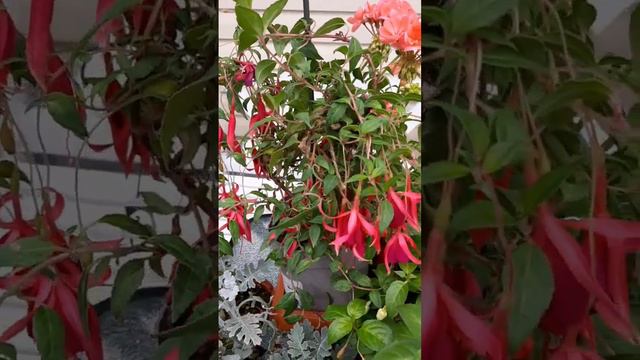 как правильно занести цветы в дом