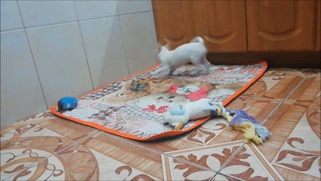 девчуля чихуа смотреть онлайн