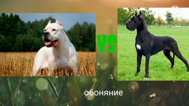 аргентинский дог против немецкого дога смотреть онлайн