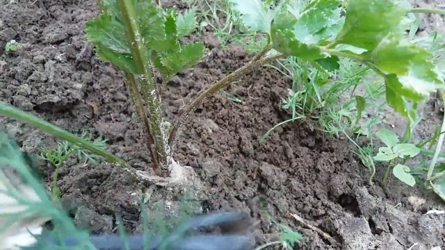 Уход за КОРНЕВЫМ СЕЛЬДЕРЕЕМ смотреть онлайн