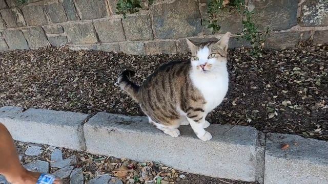 Cute cat talks to me while kneading смотреть онлайн