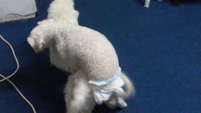 POODLE GIRLS HAVE FUN WITH PAMPERS смотреть онлайн