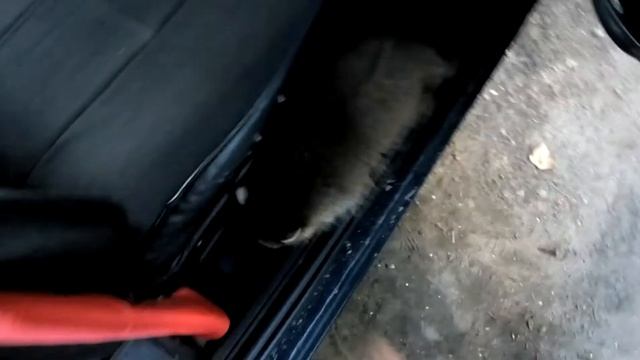 Енот в машине смотреть онлайн