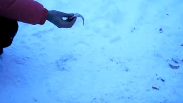 дикое животное 2 смотреть онлайн