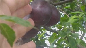 Алыча Глобус (plum Globus). Гибридная форма. Перспективный сорт для Вашего сада.