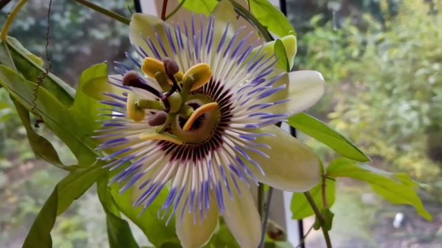 Пасифлора Кавалерийская звезда. Цветение и коротко о растении. #Skibinskaya #пасифлора #стратоцвет смотреть онлайн