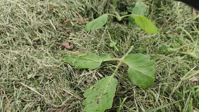 Что необходимо сделать, для толстых стволов у томатов смотреть онлайн