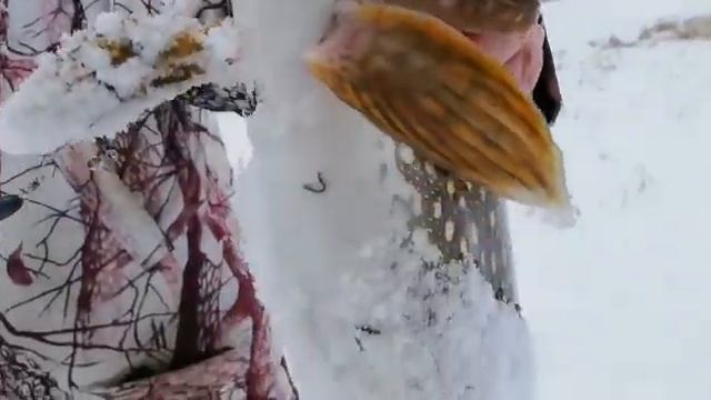 РЫБАЛКА НА КАМЕ ЗИМОЙ | ЩУКА смотреть онлайн