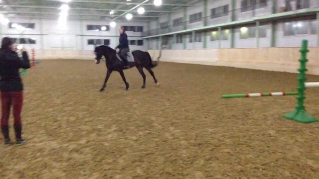 толстая лошадь 082