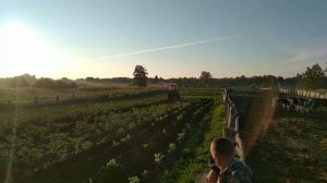 Окучивание картофеля? трактором ВгТЗ Т-25 и 3-корпусным окучником