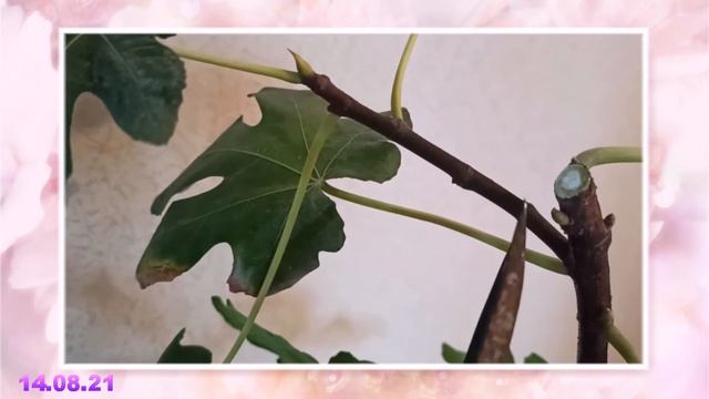 Инжир на подоконнике. Первое плодоношение инжира. Экзотика на подоконнике