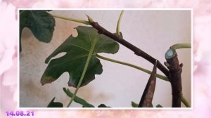 Инжир на подоконнике. Первое плодоношение инжира. Экзотика на подоконнике