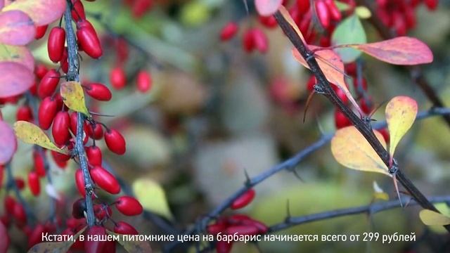 Как ухаживать за барбарисом? Как правильно ухаживать за барбарисом на вашем участке? смотреть онлайн