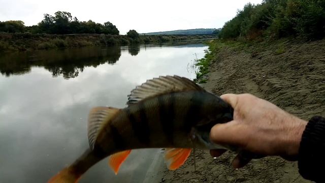 Вечерком на хищника. смотреть онлайн