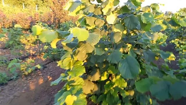 Фундук Караманівський (Президент) рівень розвитку горіха станом на початок липня 2021 року. смотреть онлайн