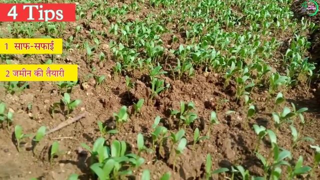 4 Tips for snail and slug control / घोंघा और स्लग नियंत्रण के लिए 4 युक्तियाँ ? смотреть онлайн