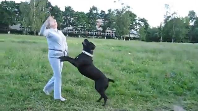 Кане корсо Эрма прогулка 5 смотреть онлайн