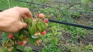 Малина Херитейдж и Химбо- топ на 1 октября.Обзор