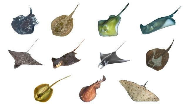 Types Of Stingray | 11 Stingray Species #stingray #searays