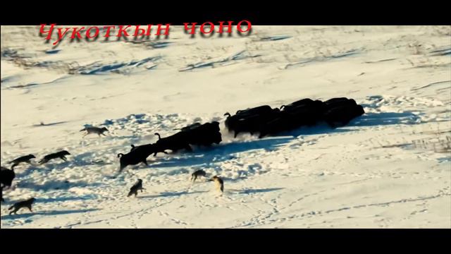 Чукоткын чоно смотреть онлайн