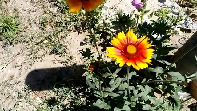 Гайлардия Янтарь Gaillardia Amber 琥珀 Bernstein テンニンギク琥珀 Ambre Gaillarde 가일라르디아 앰버 Ámbar Amber 琥珀