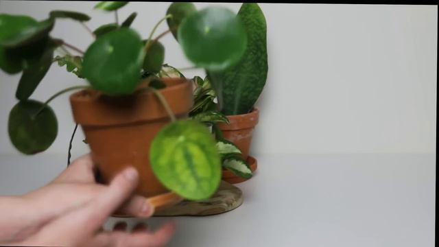 😍Popularne, Ale Jednocześnie Bardzo Ciekawe Rośliny Domowe - Czyli Ulubieńcy Miesiąca Czeriwec 2022