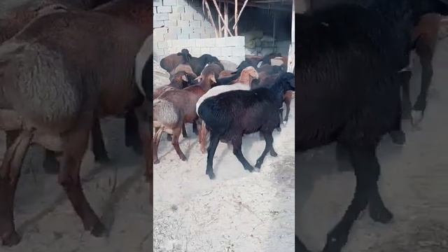 ҚИРҒИЗИСТОН БИШКЕКДАН ҚЎЗИ ҚОЧҚОРЛАР КЕЛДИ СОНИ 40 ТА МАНЗИЛ НАМАНГАН ШАҲРИ 945079979 смотреть онлайн