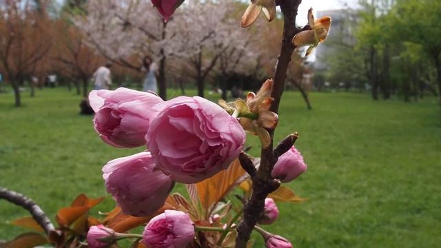 Olympus E M5 Mark II 60p continuous AF смотреть онлайн