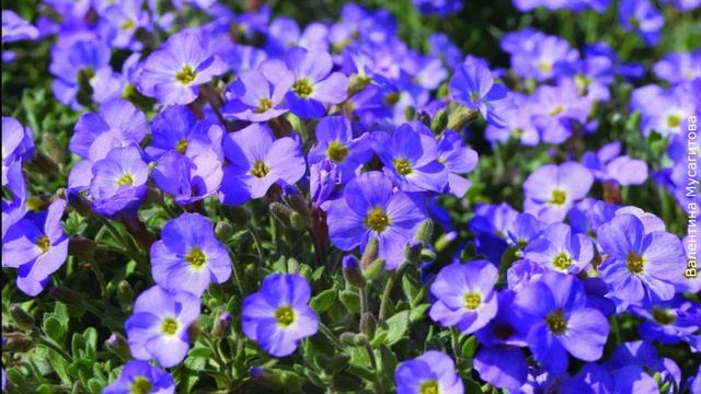 ❀ Почвопокровные растения, цветущие в конце весны и начале лета