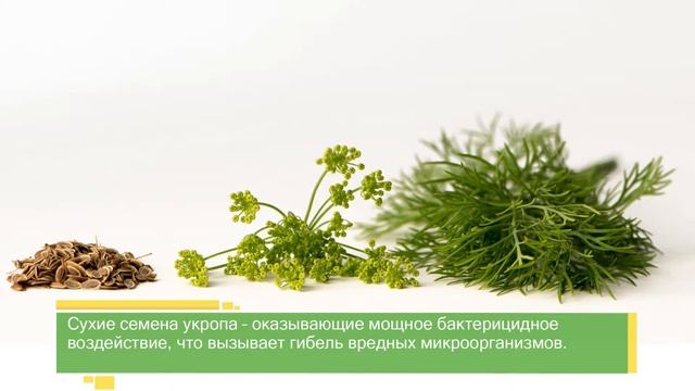 ПРОСТО О ПИТАНИИ: антипаразитарные приправы смотреть онлайн