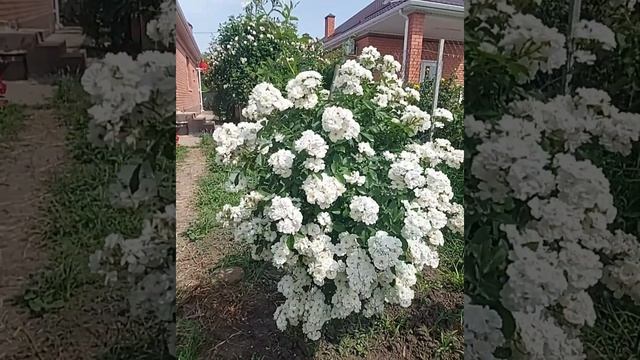 Гирлянд де Амур??? смотреть онлайн