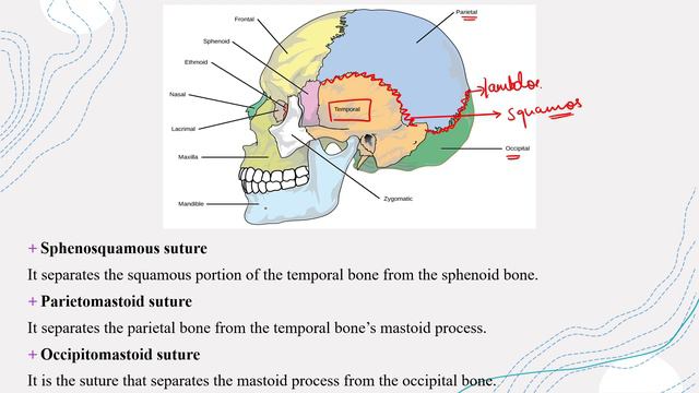 Skull Sutures | Cranial sutures Anatomy | explained in Hindi смотреть онлайн